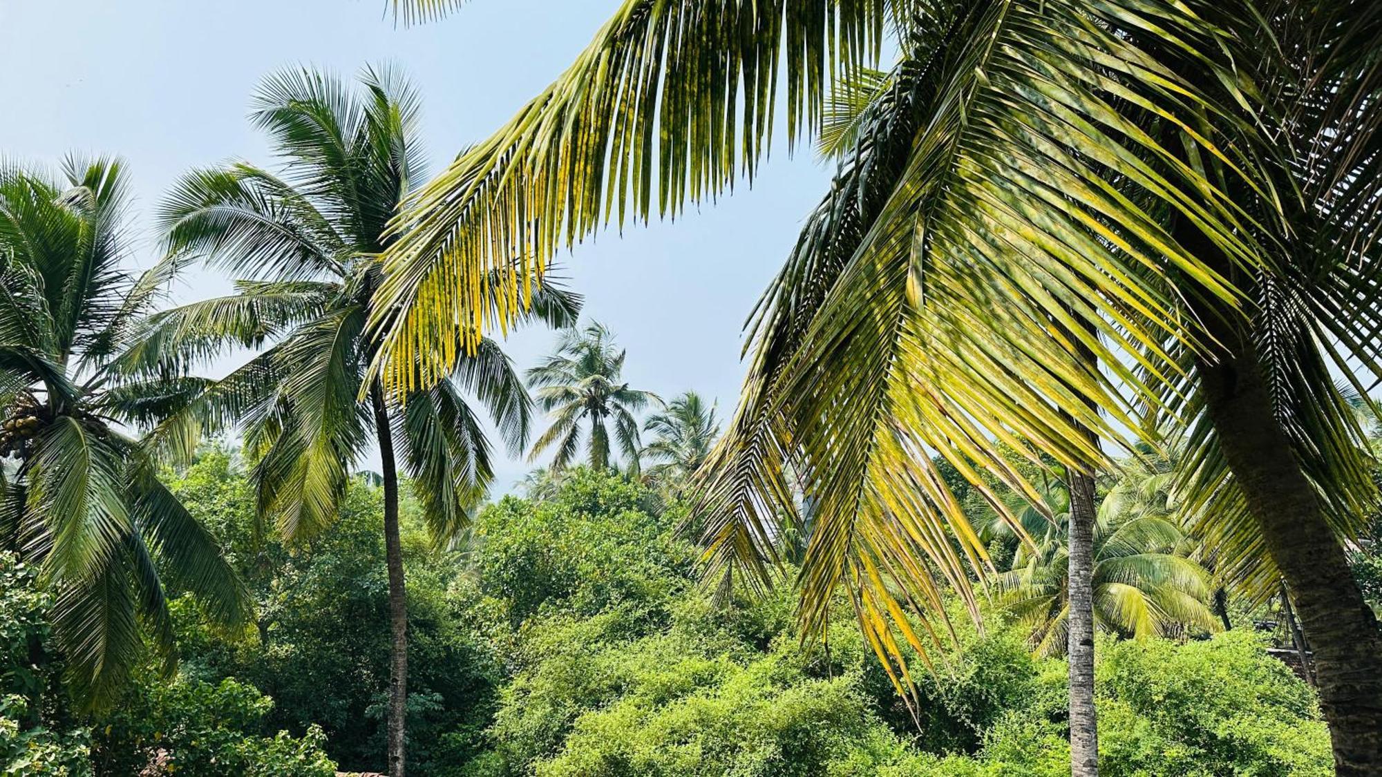 Omkar Wellness Inn Arambol Bagian luar foto